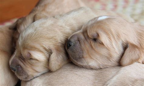 Sweet Faces Of Sleepy Newborn Golden Retrievers For Sale In New England