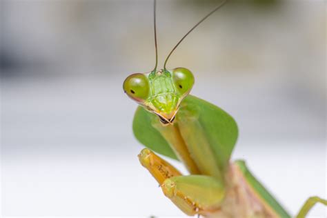 Praying Mantis Information