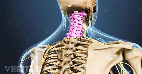 All About The C7 T1 Spinal Segment Cervicothoracic Junction