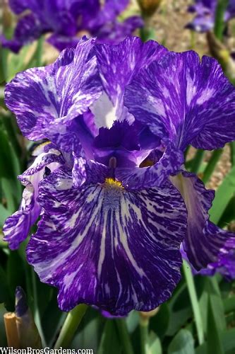 Buy Frisky Frolic Bearded Iris Free Shipping Wilson Bros Gardens