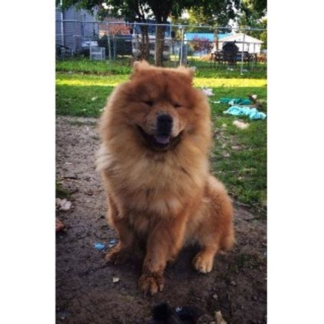 Pups without borders in van nuys, ca has pets available for adoption. tracys royal chows, Chow Chow Breeder in Van Wert, Ohio