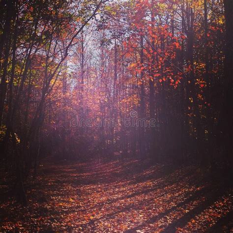 Autumn Trees Stock Image Image Of Silky Autumn Beautiful 195997845