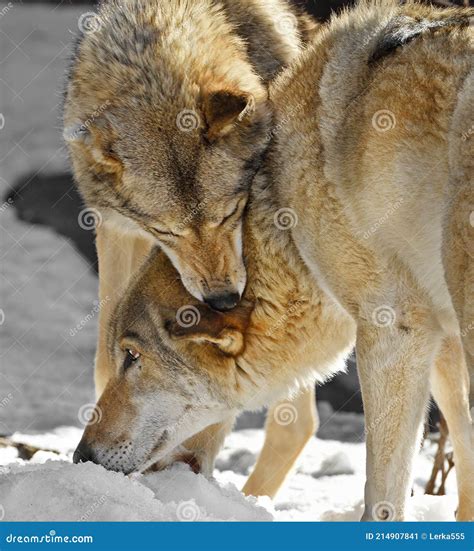Two Eurasian Wolves Canis Lupus Lupus Submission Female Holds Male By Neck Stock Image Image