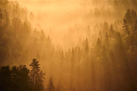 Earth Fog Forest Nature Sunbeam Hd Wallpaper Peakpx