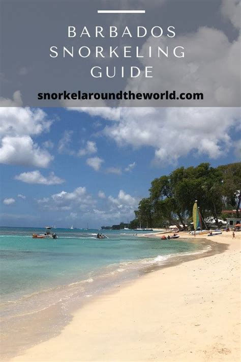 snorkeling in barbados best beaches to snorkel artofit