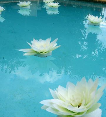 While you can toss real flowers randomly into your pool, they can get so messy if they sink into the bottom and reach the there's virtually no pool decoration that doesn't include the use of balloons. flowers for pool www.SwimmingPools.com https://www ...
