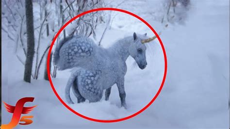 Top 7 Pegasus Caught On Camera And Spotted In Real Life Unicorn