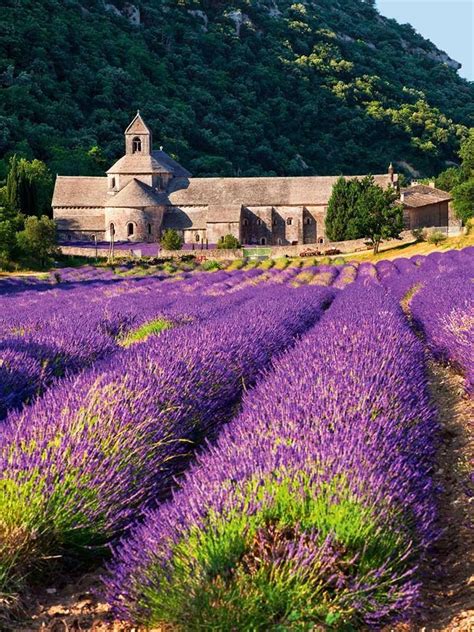 The Lavender Fields In Provence France Aix En Provence Luberon