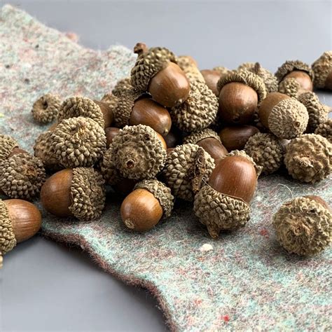 Oak Tree Acorns In 160 Gram Bags Natural Dried Floral Deco