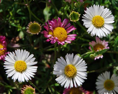 Erigeron Karvinskianus Gardensonline