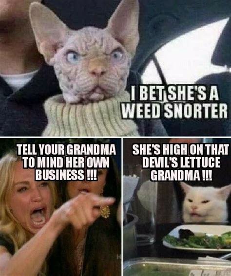 Pin By Mckenzie Farris Hardin On My Funnies Funny Cat Memes Funny