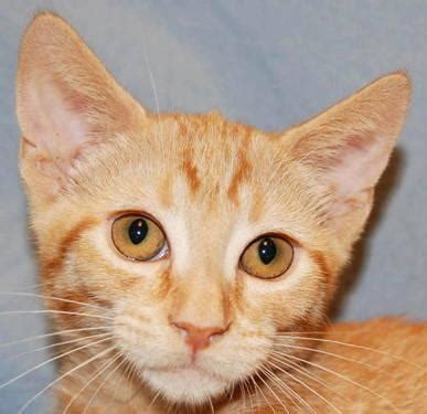 To see what is available now! Tabby - Orange - Tiffany - Small - Young - Female - Cat ...