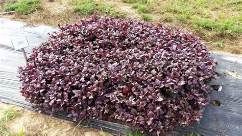 2016 Texas A M University Field Trials Results Greenhouse Grower