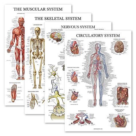 Buy 4 Pack Anatomical Poster Set Laminated Muscular Skeletal