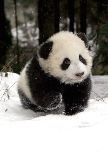 Super panda rescue team episode: Fletcher's Castoria: Panda Baby