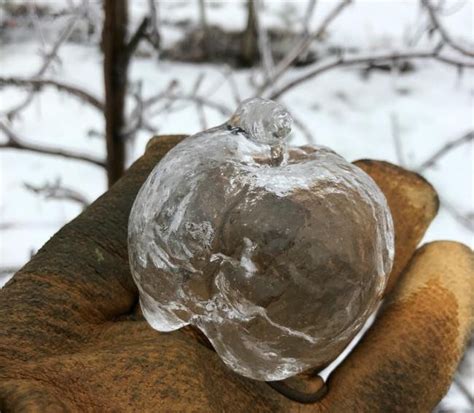 Ghost Apples Of Ice Form After Freezing Rain In Michigan Photos