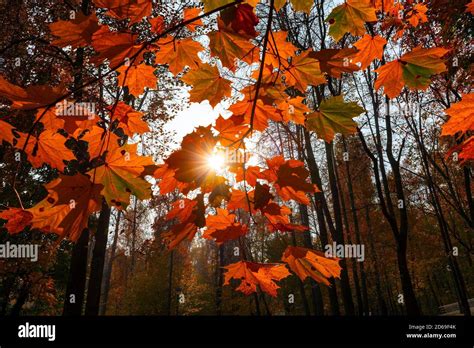 Autumn Colored Leaves In Maple Trees At Sunset Stock Photo Alamy