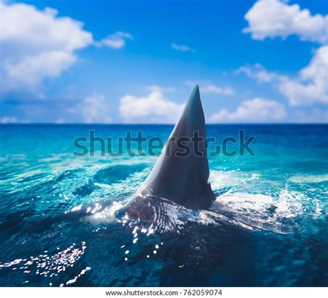 Great White Shark Fin Above Water Stock Photo Edit Now 762059074
