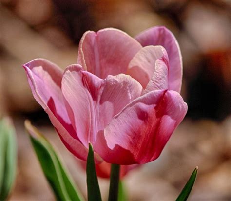 Pink Tulip Flower Images Free Best Flower Site