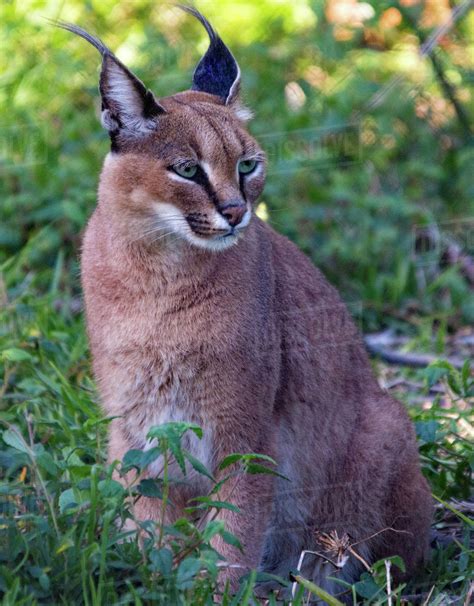 Portrait Of A Caracal Sitting In The Bush South Africa Stock Photo
