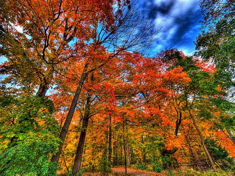The Science Behind Fantastic Fall Foliage
