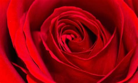 Suggesting couples are seeking to give their big day a splash of colour. 6 Most Popular Flowers to Give on Valentine's Day