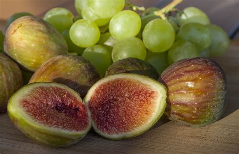 Why Vines And Fig Trees Are Still Relevant