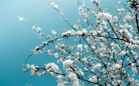 Bunches Of White Cherry Blossom By Nila Newsom