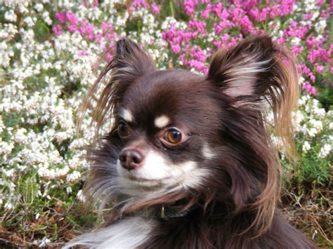 Find long haired labrador retriever puppies and dogs from a breeder near you. kc reg chocolate chihuahua stud long haired | Pudsey, West ...