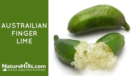 Australian Finger Lime Texas Australian Finger Lime Is A Thorny Variety Related To The Citrus
