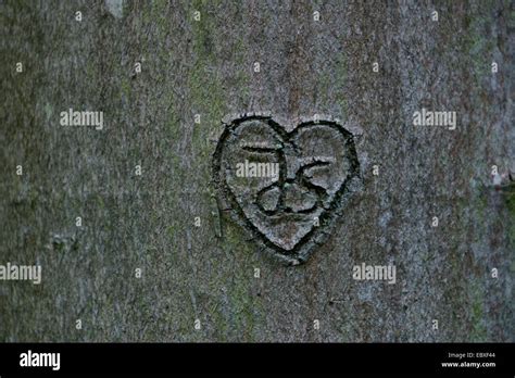 Heart With Initials Carved In Tree Trunk Stock Photo Alamy