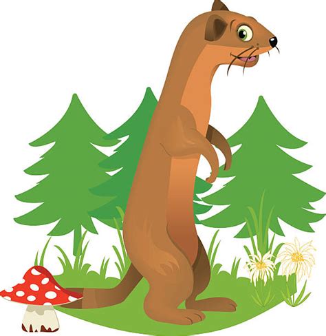 Weasel Clip Art Vector Images And Illustrations Istock