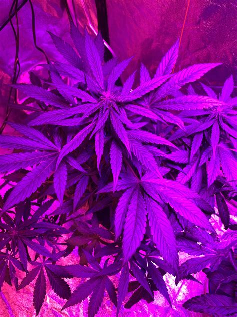 Purple Kush Grow Journal Week7 By Madeincanada Growdiaries