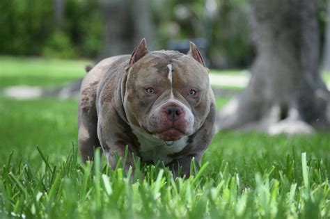 *my dog is a dad!* leave a comment, like, & don't forget to subscribe if you haven't already! Top Extreme Build Micro/Pocket American Bully Stud | American bully, Pocket bully, Puppies