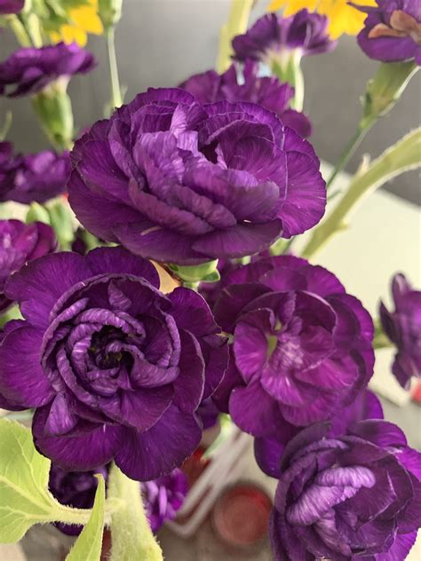 mini purple carnations from my mg♥️💚 purple carnations carnations flower power