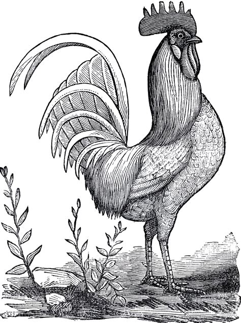 Rooster Clipart Black And White