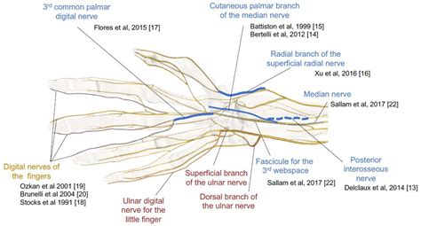 Jcm Free Full Text Sensory Neurotization Of The Ulnar Nerve Surgical Techniques And