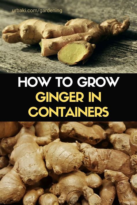 Growing Ginger Is A Rewarding Experience As Its Such A Versatile Plant
