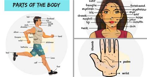 Part of the leg between the hip and the knee. Parts Of The Body in English | Human Body Parts Names - 7 ...