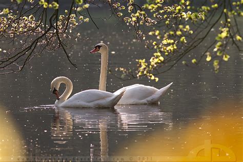Lake Pond Summer Swan Swans Image 207909 On