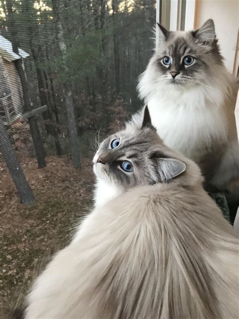 A couple bro kitties : r/cats