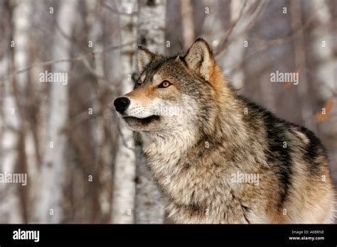 Brown Timber Wolf In Northern Minnesota Stock Photo 6586525 Alamy