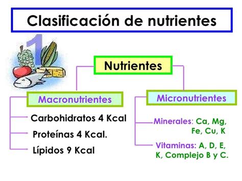 Macronutrientes Y Micronutrientes