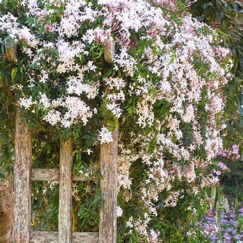 Hardy Jasmine Plants Thuem Garden Plant