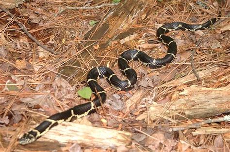 Why garter snakes are good for your garden! Eastern Kingsnake | This is the first eastern kingsnake ...