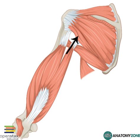 Teres Minor • Muscular Musculoskeletal • Anatomyzone