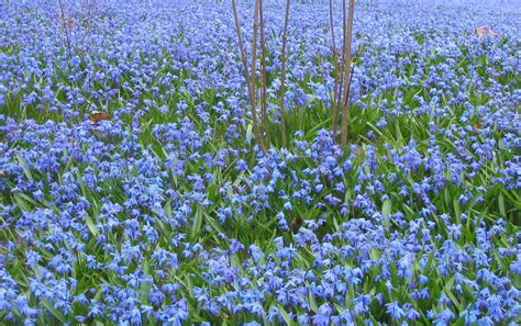 Bluespringflowers Image