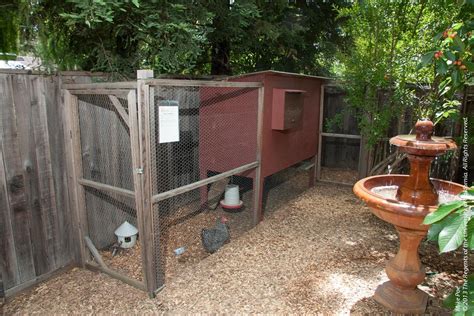 Learn vocabulary, terms and more with flashcards, games and other study tools. Rodent Control in and Around Backyard Chicken Coops ...