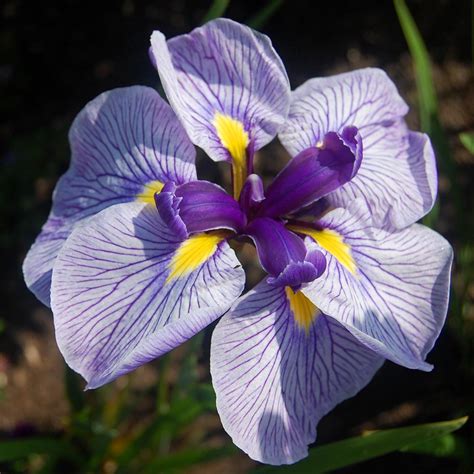 Iris Ensata Crystal Halo Iris Du Japon à Très Grandes Fleurs Violettes