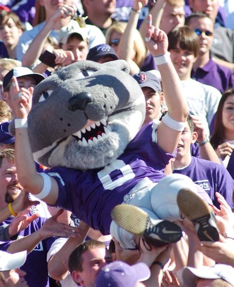 Willie The Wildcat In The Stands At A K State Football Game Copyright